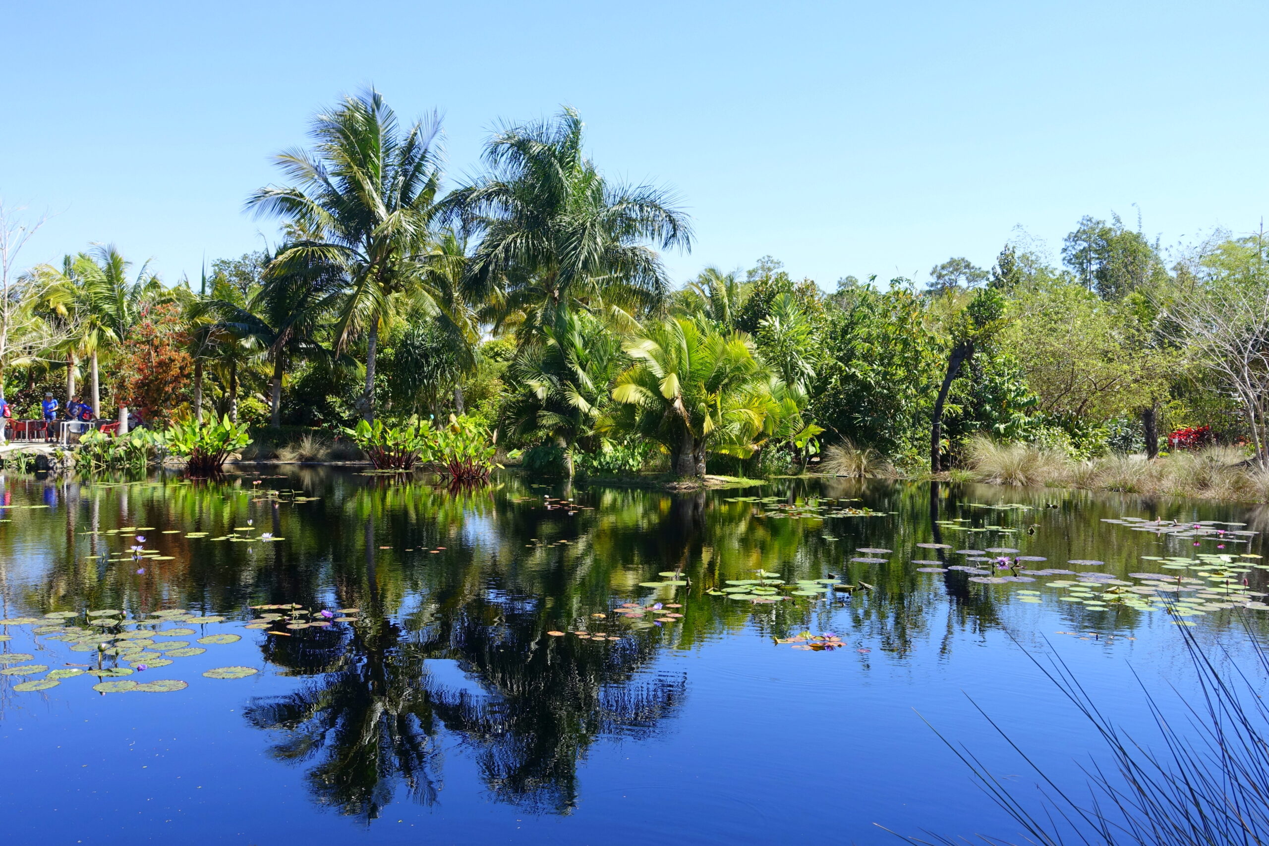 Lush water garden with tropical plantings at Naples Botanical Garden